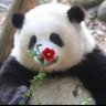 特斯尔 的头像