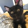 Paix SurLaTerre🇫🇷🌿🐈#D✝️✡️🎗️'s profile picture
