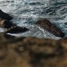 Фото профиля Izola Turkington