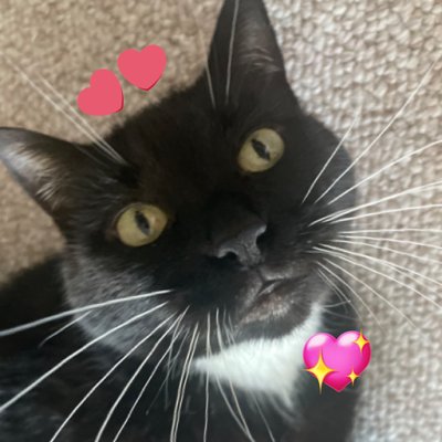 sorcha boots 🍉's profile picture