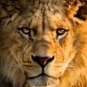 Profilbild von King-Lemomu