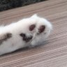 にゃんちゃって。's profile picture