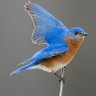 Фото профиля Chickadee