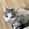 ルル_ウ profil fotoğrafı