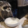 Racc With A Snacc 的头像