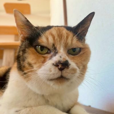 保護猫譲渡るーむ's profile picture