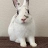 Profilbild von 🐰たるとプーキー