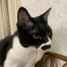 湯たんぽ profil fotoğrafı