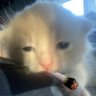 drainmyself's profile picture