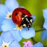 🌸🇦🇺PatriotPearl🇦🇺🌸🐞🐙 profil fotoğrafı