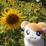 Profilbild von とこ