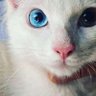 Hiba 17ice's profile picture