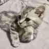 🌼🌼 profil fotoğrafı