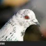 Speckled Jim 的头像