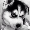 sedai's profile picture