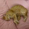 ลูกจ้ม ft.meow profil fotoğrafı