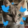 McGonagall the Cat🌈 Robson🌈& Ciarán's profile picture