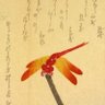 samuraidragonfly 的头像