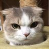 Sr. Gato's profile picture