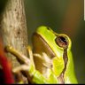 Het Krom Ven profil fotoฤrafฤฑ
