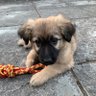 Carol profil fotoğrafı