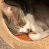 Profilbild von 眠り猫