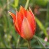 tulipa's profile picture
