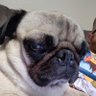 Spicy Pug's profile picture