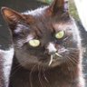 Фото профиля 飼猫