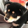 huu&chii profil fotoğrafı