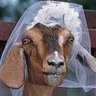 Profilbild von Το ρίφιν
