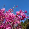 ましろ profil fotoğrafı