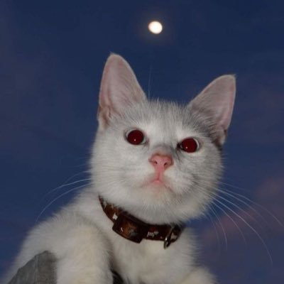 cuongzone's profile picture