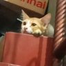 Profilbild von wayang Partikelir