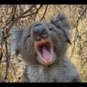 Злая коала's profile picture