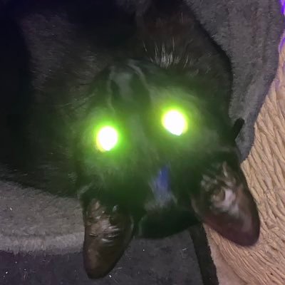 dudetteqc's profile picture