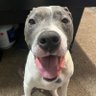 Blue bear 🇺🇸's profile picture