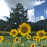 つたき いさむ profil fotoğrafı