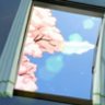 蓮's profile picture