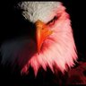 𝕄𝕆ℍ𝔸𝕄𝕄𝔼𝔻 profil fotoğrafı