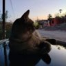 pedro duran profil fotoğrafı