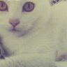 Profilbild von Javivibi