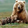 Фото профиля bear moe