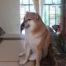 Vic profil fotoğrafı