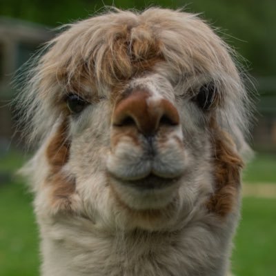 alifewithoutus's profile picture