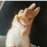 Profilbild von ラビットＲ