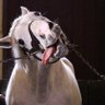 nachan🐣 (ヌヌ🫀) 🌠🦭🐴🏇's profile picture