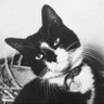 Profilbild von Moggy