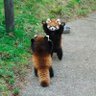nyanpyou profil fotoğrafı