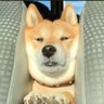 となりにオジさん profil fotoğrafı